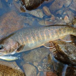 ＧＷに渓流釣り ～長良川水系～